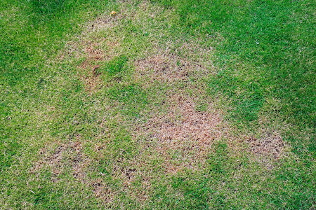 How to Fix Common Lawn Problems in Georgia: Brown Spots, Weeds, & Pests